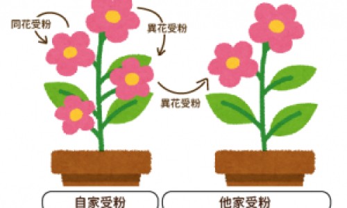 生碗豆 豌豆-生豌豆粒的吃法网- 生豌豆怎么做好吃知识,分享生豌豆粒最简单做法