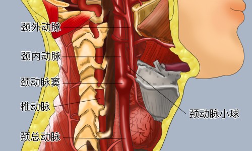 生豌豆的功效和作用-生豌豆粒的吃法网- 生豌豆怎么做好吃知识,分享生豌豆粒最简单做法